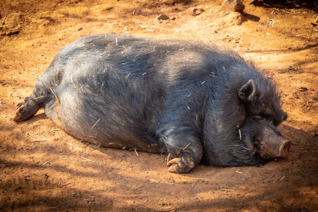 Black Hog Prone Lying on Soil Under Shade of Tree bedding for pigs
