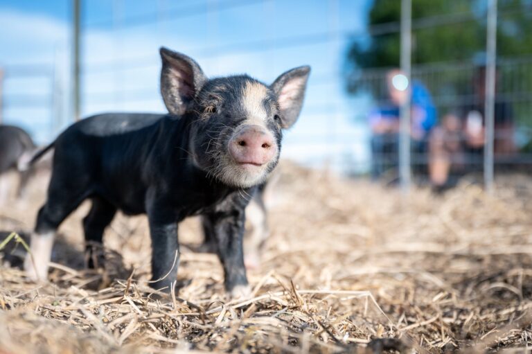 Best Bedding for Pigs: A Comprehensive Guide to Choosing the Right Type