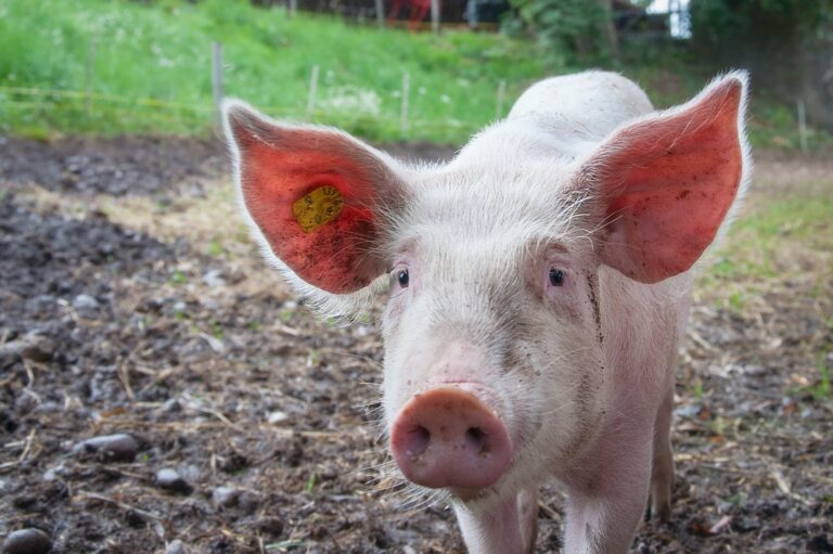 Best Pigs for Homestead: Choosing the Right Breed