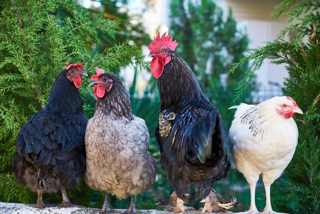 Do Chickens Eat Ants? The Truth About Chicken’s Diet