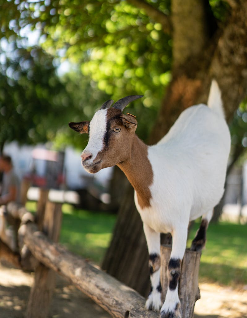 White and Brown Goat on Brown Wooden Fence